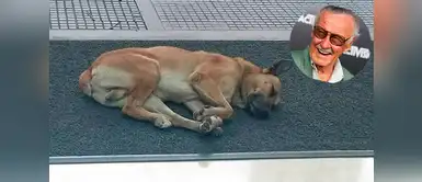 Imagen de Stan Lee y el perro “Gringo” conmueve en las redes sociales Imagen de Stan Lee y el perro “Gringo” conmueve en las redes sociales