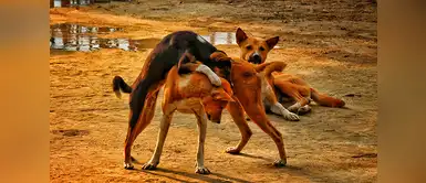 Facebook: estudiantes inician proyecto para alimentar a perros callejeros | animales | mascotas | PNP Facebook: estudiantes inician proyecto para alimentar a perros callejeros