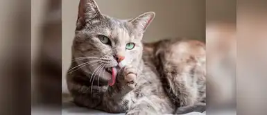 Cuidados de mascotas: importancia del acicalamiento para los gatos | felinos | mininos La importancia del acicalamiento para los gatos