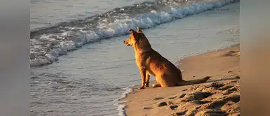 Facebook: Perro caminó más de 100 km para morder a dueño que lo abandonó | animales | mascotas | virales Perro caminó más de 100 km para morder a dueño que lo abandonó