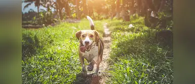 Nombres para perros originales | mascotas | animales | cuidados | canes Los nombres más originales para perros de pelo corto