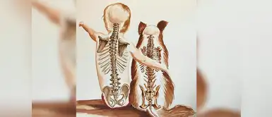 Facebook: ¿Por qué los perros viven menos que las personas? | viral | mascotas | animales | veterinarios ¿Por qué los perros viven menos que las personas?