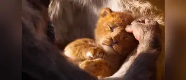 Trailer de “El Rey León” se convierte en el debut más visto de Disney | películas | Avengers | Marvel Studios Trailer de “El Rey León” se convierte en el debut más visto de Disney