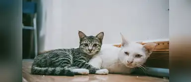 Cuidados de mascotas: ¡No te atrevas a acariciar a tu gato en este lugar! | gatos | felinos | animales ¡No te atrevas a acariciar a tu gato en este lugar!