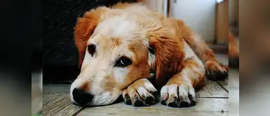 “Un perro violado víctima de zoofilia sufre igual que una mujer” “Un perro violado víctima de zoofilia sufre igual que una mujer”