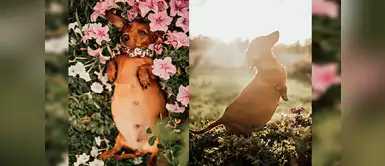 Perrita embarazada es protagonista de una dulce sesión de fotos Perrita embarazada es protagonista de una dulce sesión de fotos