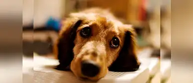 ¿Cómo podemos ayudar a nuestra mascota cuando sufre una pérdida? ¿Cómo podemos ayudar a nuestra mascota cuando sufre una pérdida?