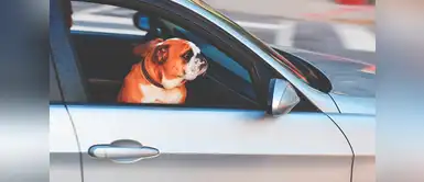 Estudio confirma que los hermanos menores conducen mejor que los mayores Estudio confirma que los hermanos menores conducen mejor que los mayores