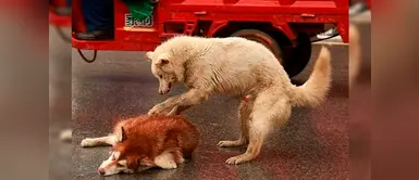 Plantean SOAT para mascotas atropelladas Plantean SOAT para mascotas atropelladas