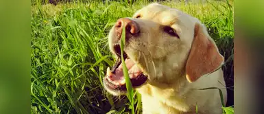 Conoce cuáles son las plantas que pueden dañar la salud de tu mascota Conoce cuáles son las plantas que pueden dañar la salud de tu mascota