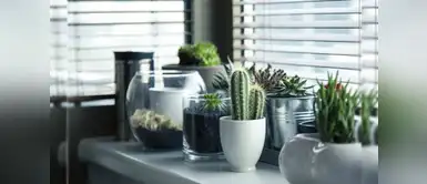 Vivir con plantas en un departamento Vivir con plantas en un departamento