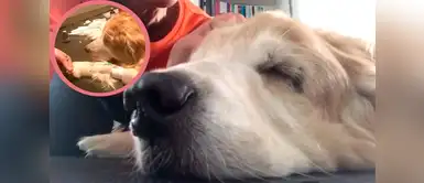 Mujer le canta al oído a su perro antes de su muerte y conmueve al mundo Mujer le canta al oído a su perro antes de su muerte y conmueve al mundo