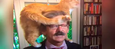 Youtube: Gato 'malogra' de la mejor manera una entrevista en vivo Youtube: Gato 'malogra' de la mejor manera una entrevista en vivo