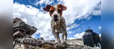 Tres mitos y leyendas sobre el cuidado de los perros Tres mitos y leyendas sobre el cuidado de los perros