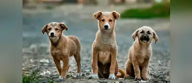 ¿Tienes perro o gato? con estos remedios caseros le dirás adiós a las pulgas ¿Tienes perro o gato? con estos remedios caseros le dirás adiós a las pulgas