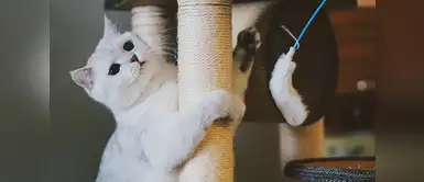 Convivencia con gatos: con estos tips tendrás una "vida gatuna" ideal Convivencia con gatos: con estos tips tendrás una "vida gatuna" ideal