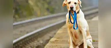 ¿Qué hacer si tu mascota se pierde? ¿Qué hacer si tu mascota se pierde?