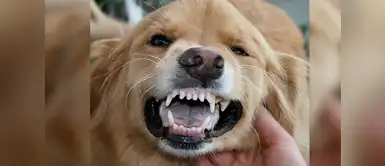 ¿Cómo podemos eliminar el sarro de los dientes de nuestros perros? ¿Cómo podemos eliminar el sarro de los dientes de nuestros perros?