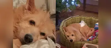 Desgarradora historia de un perro que fue esclavo sexual durante cinco años Desgarradora historia de un perro que fue esclavo sexual durante cinco años