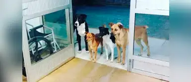 Cuatro perros esperaron a su dueño en la puerta de un hospital Cuatro perros esperaron a su dueño en la puerta de un hospital