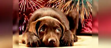 ¿Cómo cuidar a nuestras mascotas de los pirotécnicos? Aquí te lo contamos ¿Cómo cuidar a nuestras mascotas de los pirotécnicos? Aquí te lo contamos