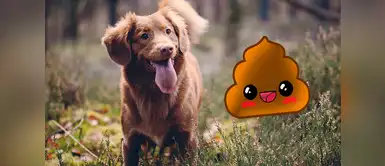 ¿Por qué algunos perros y gatos comen heces? ¿Por qué algunos perros y gatos comen heces?