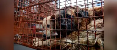 Ordenanza municipal legaliza matanza de perros en una ciudad de Argentina Ordenanza municipal legaliza matanza de perros en una ciudad de Argentina