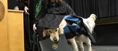 Perro se gradúa de una maestría en universidad de Nueva York Perro se gradúa de una maestría en universidad de Nueva York