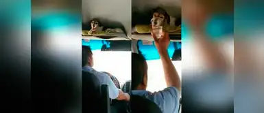 Chófer de bus interprovincial rescata a perro herido y le brinda atención Chófer de bus interprovincial rescata a perro herido y le brinda atención