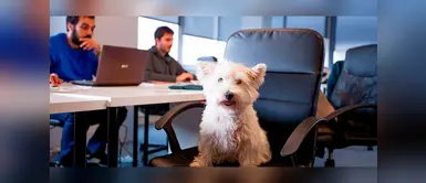 Un perro en el trabajo minimiza el estrés y aumenta la productividad Un perro en el trabajo minimiza el estrés y aumenta la productividad