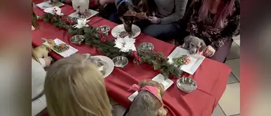 Perros sin hogar recibieron por primera vez amor y una cena por Navidad Perros sin hogar recibieron por primera vez amor y una cena por Navidad