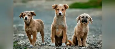 Carta a ti, que estás a punto de abandonar a tu perro Carta a ti, que estás a punto de abandonar a tu perro