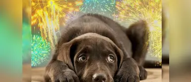 El uso de pirotécnicos incrementan los casos de mordeduras de animales El uso de pirotécnicos incrementan los casos de mordeduras de animales