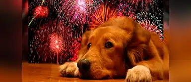 Video revela qué es lo que siente un animal cuando hay fuegos artificiales Video revela qué es lo que siente un animal cuando hay fuegos artificiales