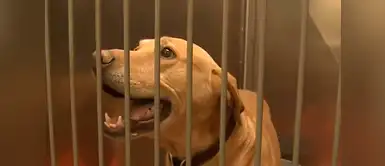 Perro Policía fue abandonado en refugio tras 10 años de servicio Perro Policía fue abandonado en refugio tras 10 años de servicio