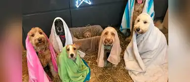 Nacimiento navideño con perros es la sensación en redes sociales Nacimiento navideño con perros es la sensación en redes sociales