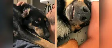 Perro finge estar enfermo para que sus amos se queden en casa con él Perro finge estar enfermo para que sus amos se queden en casa con él