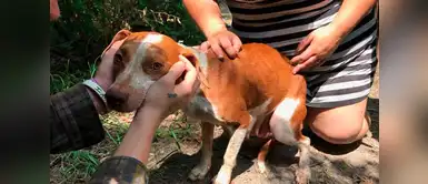 Obligaban a perrita a tener crías tras crías para comprar drogas Obligaban a perrita a tener crías tras crías para comprar drogas