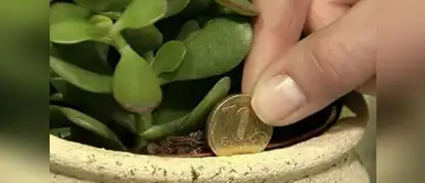 ¿Quieres atraer la prosperidad y la abundancia? Debes de tener estas plantas ¿Quieres atraer la prosperidad y la abundancia? Debes de tener estas plantas
