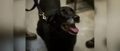 Tras 10 años de estar perdida, perrita regresa a su hogar Tras 10 años de estar perdida, perrita regresa a su hogar