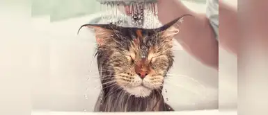 Los mejores trucos para bañar a tu gato sin nada de estrés Los mejores trucos para bañar a tu gato sin nada de estrés