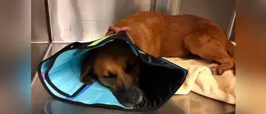 La desgarradora historia de Khalid: el perro que fue cruelmente quemado La desgarradora historia de Khalid: el perro que fue cruelmente quemado