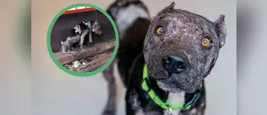 Este perrito estaba atado a una cadena tan corta que no podía ni echarse Este perrito estaba atado a una cadena tan corta que no podía ni echarse