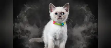 El humo del cigarro aumenta el riesgo de cáncer en mascotas El humo del cigarro aumenta el riesgo de cáncer en mascotas