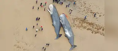 Ballenas fueron encontradas con partes de plástico y auto en su estómago Ballenas fueron encontradas con partes de plástico y auto en su estómago