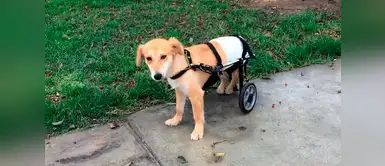 ‘Limón’: el perrito que lucha por volver a caminar ‘Limón’: el perrito que lucha por volver a caminar
