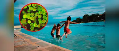 Ameba 'come cerebros': conoce todo sobre el peligroso parásito Ameba 'come cerebros': conoce todo sobre el peligroso parásito