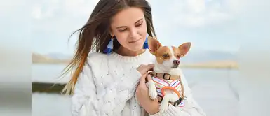 Razones que hacen al Chihuahua una raza encantadora Razones que hacen al Chihuahua una raza encantadora