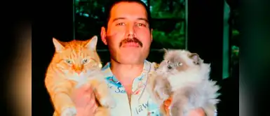 Conoce a los adorables gatos que acompañaron a Freddie Mercury Conoce a los adorables gatos que acompañaron a Freddie Mercury