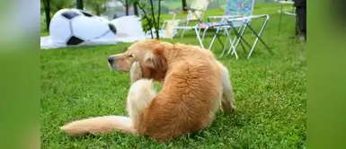 Combate las pulgas y ácaros de tu mascota con este remedio casero Combate las pulgas y ácaros de tu mascota con este remedio casero